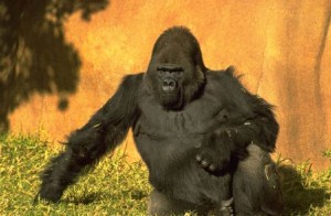 Guerilla Gorilla